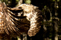 owls, "Sierra Nevada", "spotted owl", California,