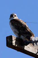 birds, birding, "ferruginous hawk", hawk, transmitter