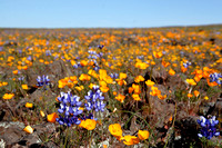 "Table Mountain, spring, flowers, CA