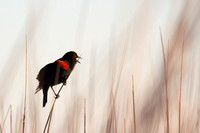 birds, birding, "red-winged blackbird"