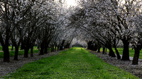 Springtime Orchard Feb 09