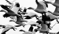 birds, birding, "snow geese"