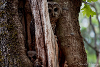 "Sierra Nevada", birds, forest, owls, wildlife, "spotted owl", nest, cavity,owl,juvenile, California