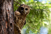"Sierra Nevada", birds, forest, owls, wildlife, "spotted owl"