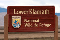 birds, birding, Klamath, "national wildlife refuge"