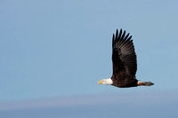 "bald eagle", birds, Klamath, "national wildlife refuge"