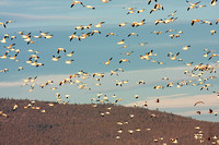birds, birding, Klamath, "national wildlife refuge","snow geese", wintering