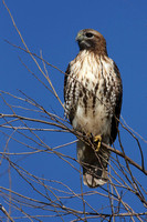 birds, birding,"red tailed hawk", hawk