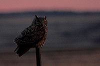 birds, birding, Klamath, "national wildlife refuge", "great horned owl", owl