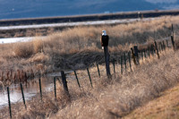 birds, birding, Klamath, "national wildlife refuge", "bald eagle"