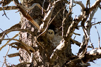 "Sierra Nevada", birds, forest, owls, wildlife, "spotted owl", nest