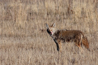 Klamath, "national wildlife refuge", coyote