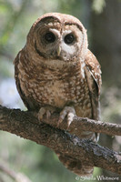 "Sierra Nevada", birds, forest, owls, wildlife, "spotted owl"