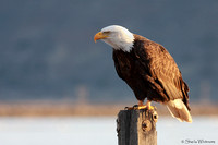 "bald eagle", birds, Klamath, "national wildlife refuge"