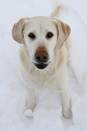 Jo in the sno