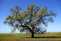 "Table Mountain, spring, flowers, CA, oak
