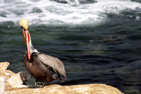Pelican