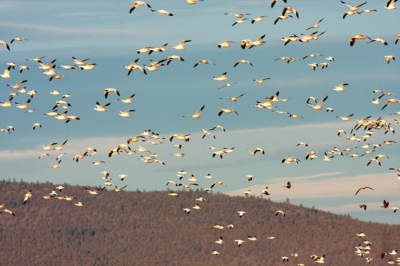 birds, birding, Klamath, "national wildlife refuge","snow geese", wintering